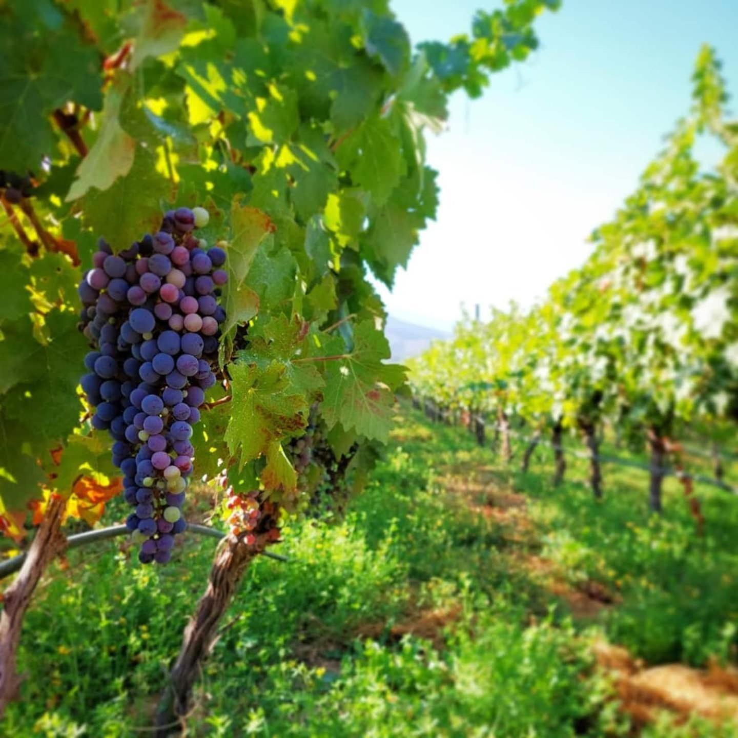 Vina Lof - Maipo Valley Bed & Breakfast In Winery Paine Extérieur photo